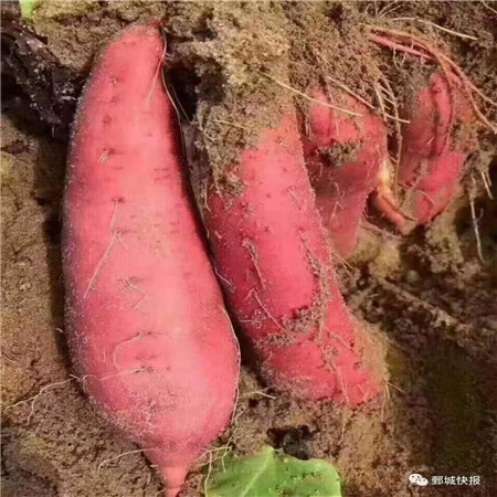 红心香薯